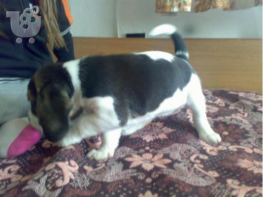 Μπιγκλ – 380 euro