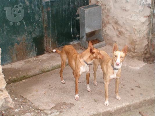 Podenco Andaluz