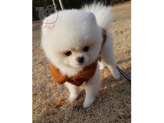 PoulaTo: Γλυκά μικρά Pomeranian κουτάβια