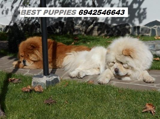 PoulaTo: CHOW CHOW