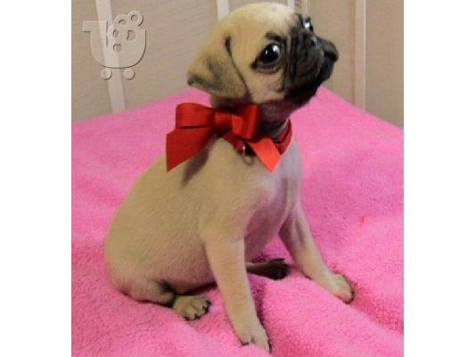 PoulaTo: γλυκά κουτάβια Pug προς πώληση