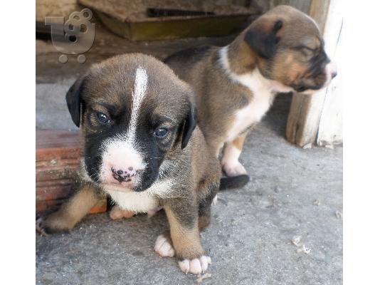 ΧΑΡΙΖΟΝΤΑΙ ΗΜΙΑΙΜΑ ΣΚΥΛΑΚΙΑ