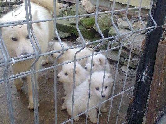 Kαλή τιμή!!!Σαμόιτ - 350 euro