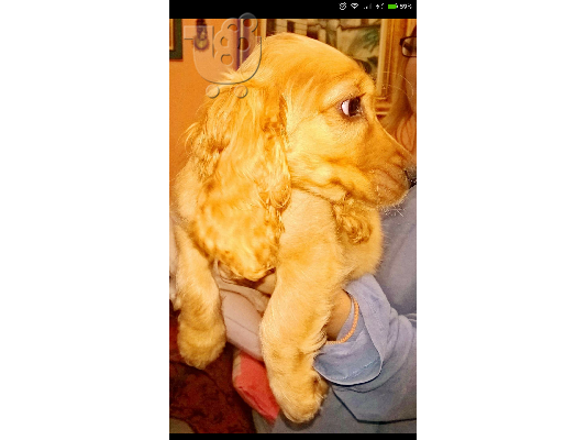 Πωλείτε Καθαρόαιμο Coker Spaniel.