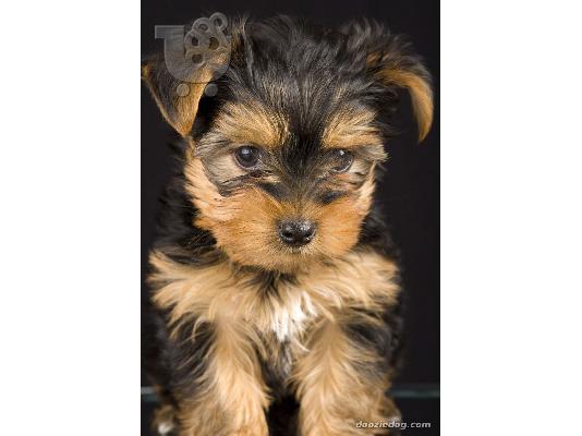 PoulaTo: κορυφαία ετοιμοπαράδοτα yorkie