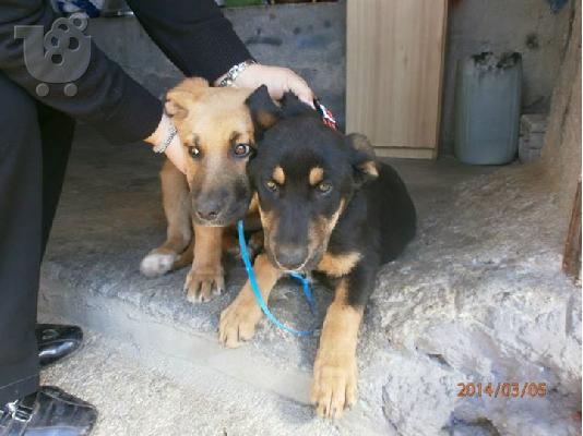 Μεγαλοσωμες κουταβινες