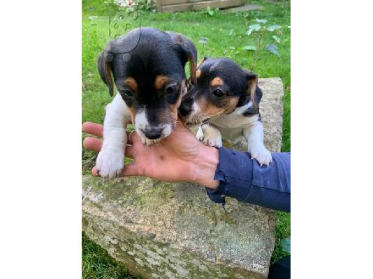 PoulaTo: Εκπληκτικά κουτάβια Jack Russell