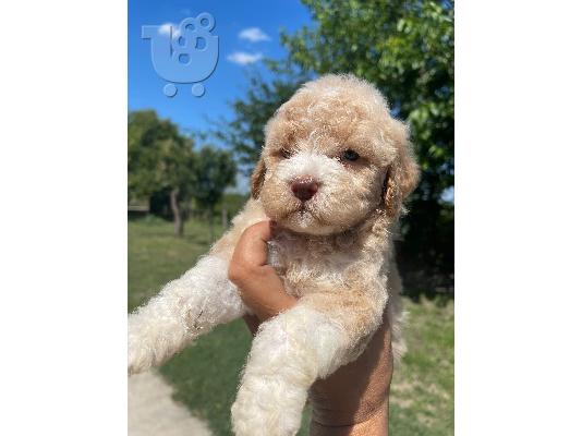 Lagotto Romagnolo κουτάβια