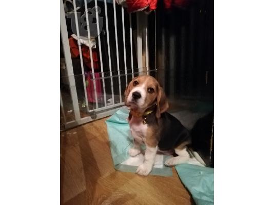 Gorgeous Kc εγγεγραμμένα Beagle Pups