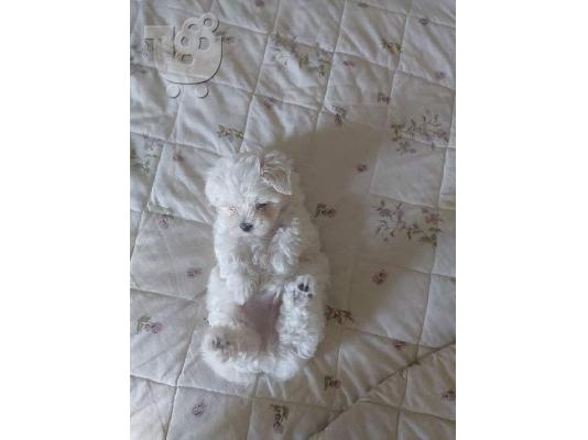Bichon Μάλτα προς πώληση