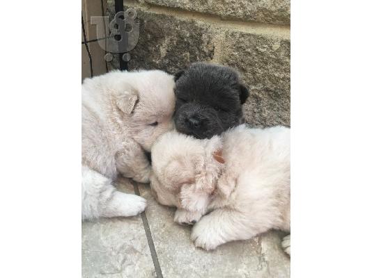 PoulaTo: chow chow προς πώληση.