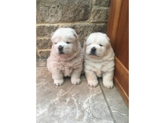 chow chow προς πώληση.