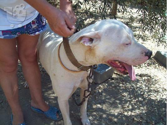 Dogo argentino χαριζεται