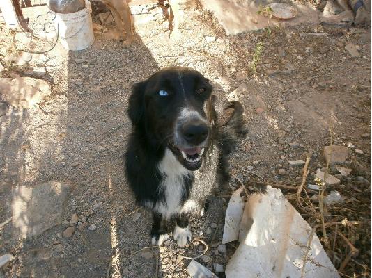 Κουκλα Σκυλιτσα Ψαχνει Σπιτακι