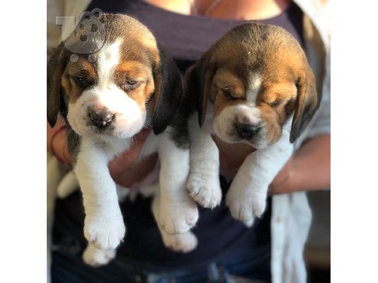 Όμορφη Pigs Beagle Pups τόσο σαφής