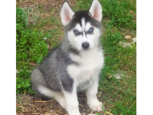 PoulaTo: Κουτάβια Siberian Husky