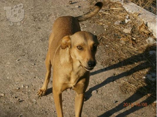 PoulaTo: Σκυλιτσα χαριζεται