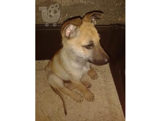 Κουταβακι μαλινουα ημιαιμο χαριζεται