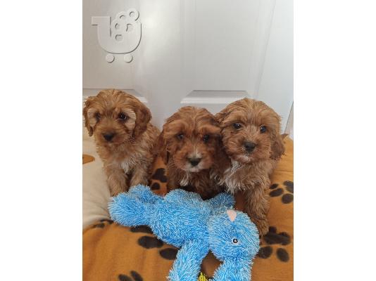 PoulaTo: Cavapoo Red