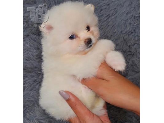 Πώληση Pomeranian σκύλοι και κουτάβια