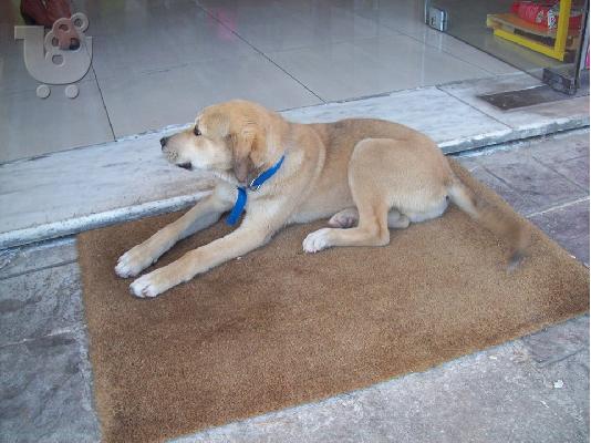 Κουταβος χαριζεται