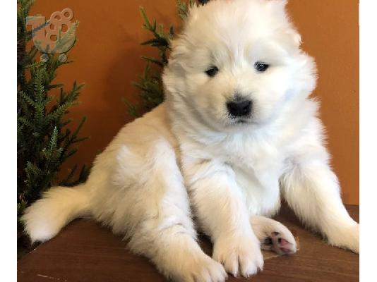 PoulaTo: Samoyed