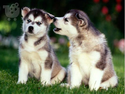 Husky καθαροαιμα κουταβια 6979314054 θεσσαλονικη