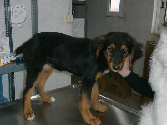 Κουταβακι χαριζεται