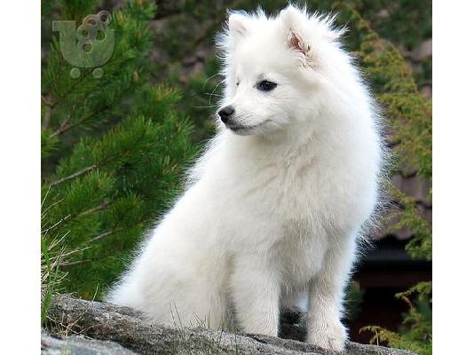 PoulaTo: Σπιτζ καθαροαιμο κουταβακι