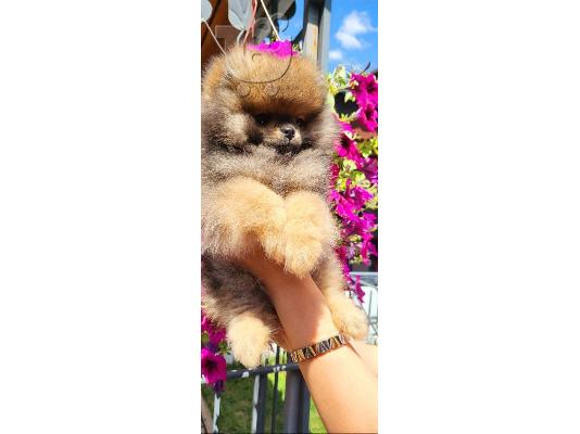 PoulaTo: Pomeranian Spitz Boo κουτάβι