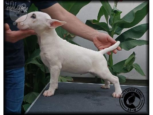 PoulaTo: Bull Terrier κουτάβια