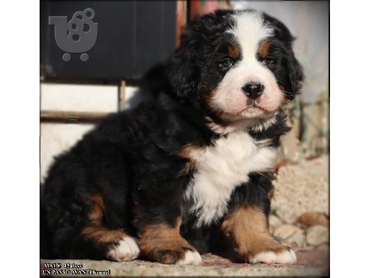 Όρος Bernese κουτάβια