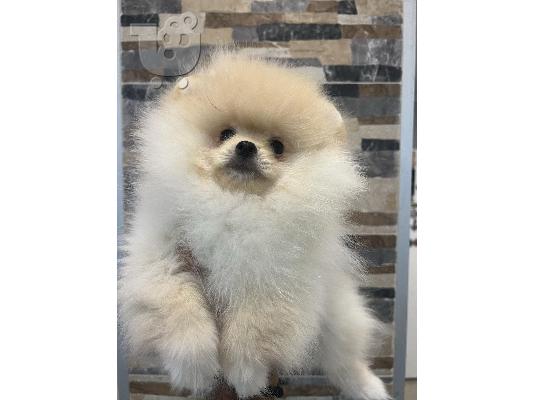 Κουτάβια Pomeranian
