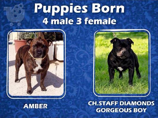 PoulaTo: staffordshire bull terrier