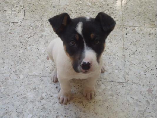 PoulaTo: pitbull με λυκο rex