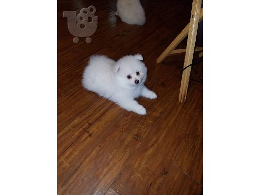 PoulaTo: Pomeranian κουτάβια