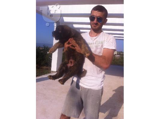 ποιμενικά καυκάσου