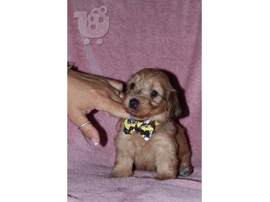 Havanese Bichon κουτάβια