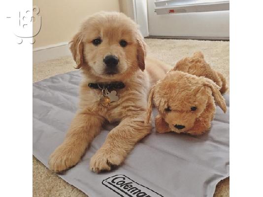 PoulaTo: Πωλούνται κουτάβια Golden Retriever