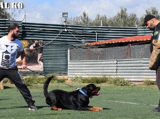 Κουτάβι rottweiler με pedigree