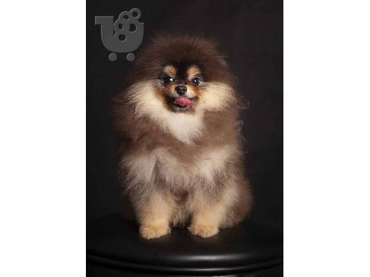 PoulaTo: Pomeranian toy