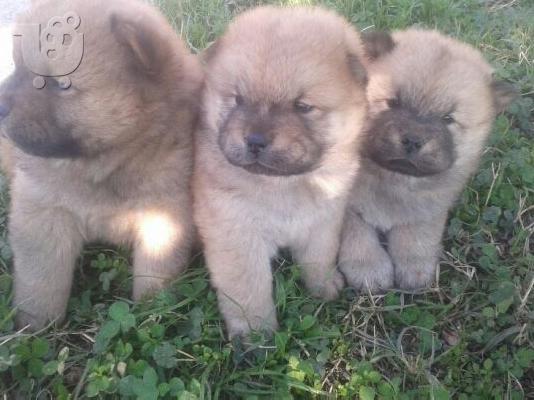 PoulaTo: τσουο τασουο