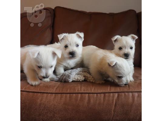 PoulaTo: Căței West Highland White Terrier