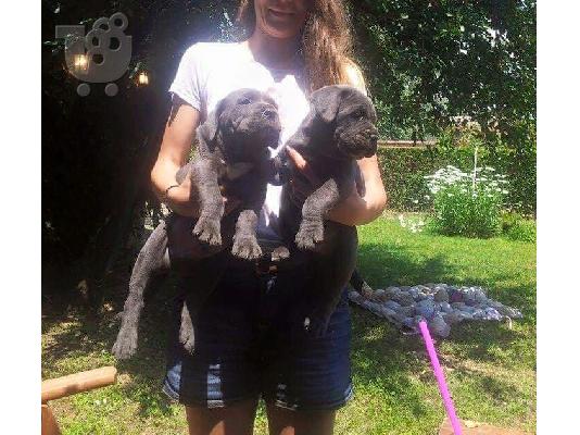 PoulaTo: CANE CORSO