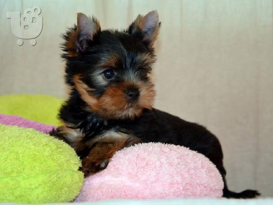 Πανέμορφα, Υγιέστατα κουταβάκια Yorkshire