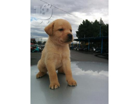 Labrador κουταβακια!!!