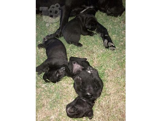Cane Corso διαθέσιμα κουτάβια