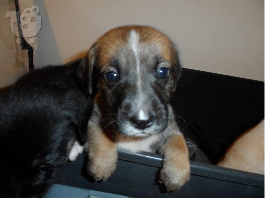 ΧΑΡΙΖΟΝΤΑΙ ημηαιμα μπασετ