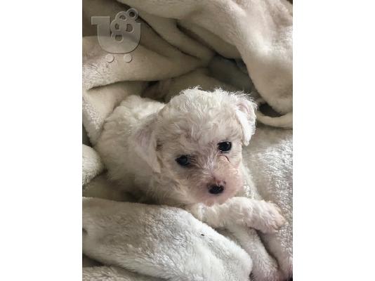 Prekrasna puna rodoslovna štenad kc reg bichon frize,