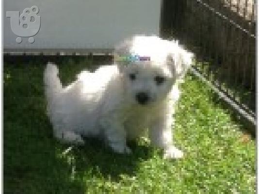 Κουτάβι Bichon Φαντεζί διαθέσιμο τώρα.